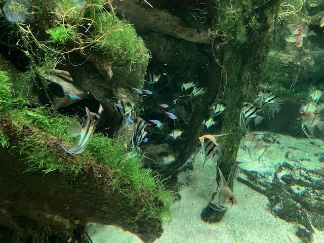 National Aquarium(ナショナル水族館)