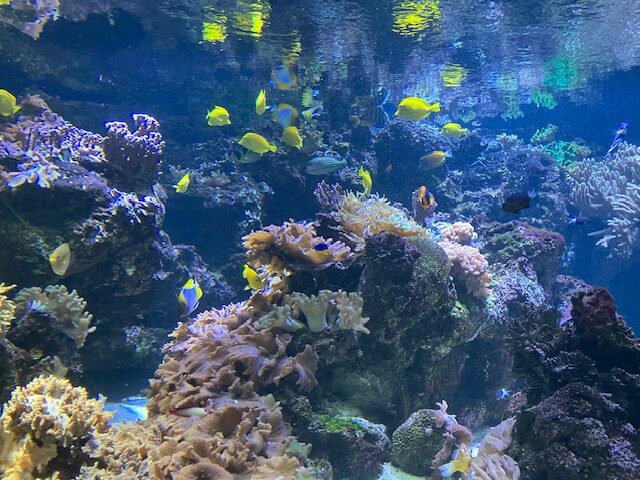 National Aquarium(ナショナル水族館)