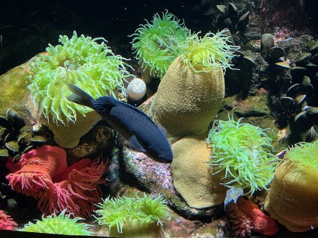 National Aquarium(ナショナル水族館)